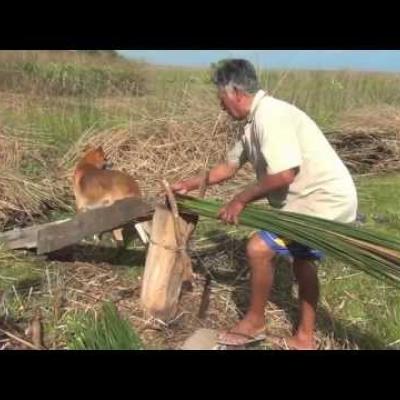 A Saga da Cebola